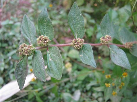 common weeds in the philippines with scientific name